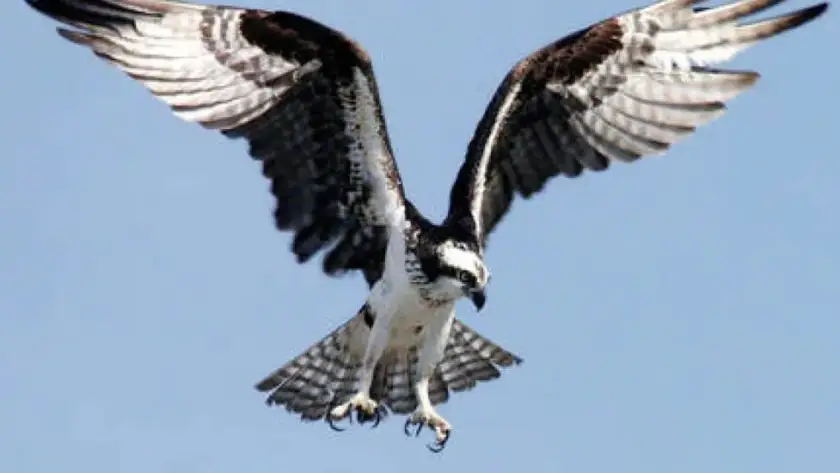 List Of Birds Of Prey